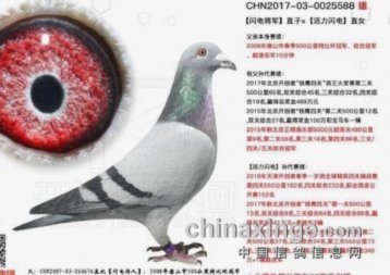 如何区别小将系和非小将系？